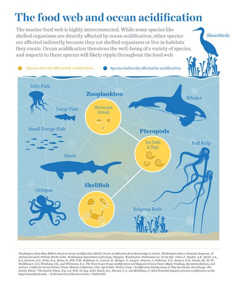 A Rippling Effect: Ocean Acidification & Food Webs — The Nature Conservancy in Washington Pyp Exhibition, Chemistry Ideas, Ocean Food, Food Webs, Ocean Acidification, Environmentally Friendly Living, Conservation Biology, Ocean Day, Food Web