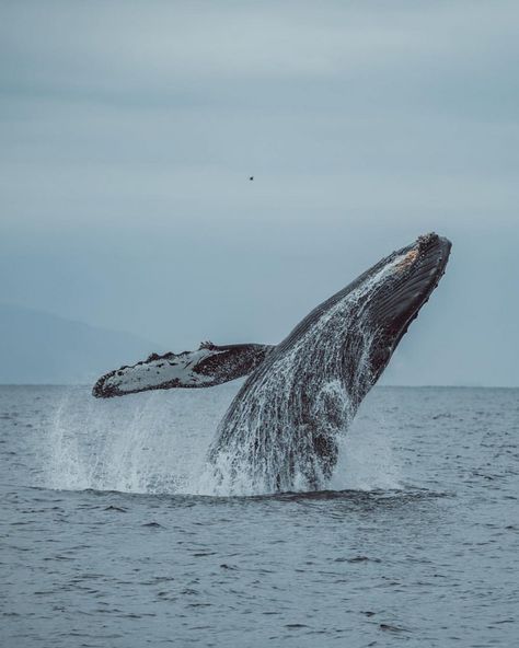 Whale Pictures, Blue Whales, Pinterest Trends, Monterey California, Beautiful Sea Creatures, Orca Whales, Drone Pilot, Monterey Bay, Humpback Whale