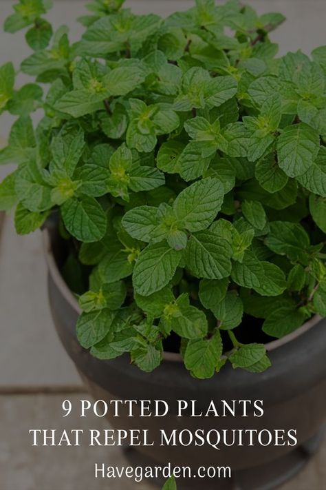 Create a mosquito-free paradise! Explore 9 potted plants known for repelling mosquitoes naturally. Beautify your space while keeping bugs away. 🌿 #GardenTips Natural Mosquito Repellent For Yard, Natural Repellent For Mosquitoes, Bug Free Patio, Misquote Repellent Potted Plants, Best Mosquito Repellent Outdoors, Plants That Deter Mosquitos, Repel Mosquitos Outdoors, Homemade Mosquito Repellent For Yard, Plants That Repel Mosquitos