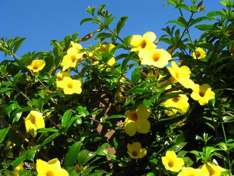 que a sua planta nasça forte e rapidamente. A alamanda é uma planta que cresce principalmente em climas quentes, e Plants That Like Sun, Florida Plants, Sun Plants, Flowers Garden, Butterfly Garden, Small Gardens, Tropical Garden, Types Of Plants, Outdoor Plants