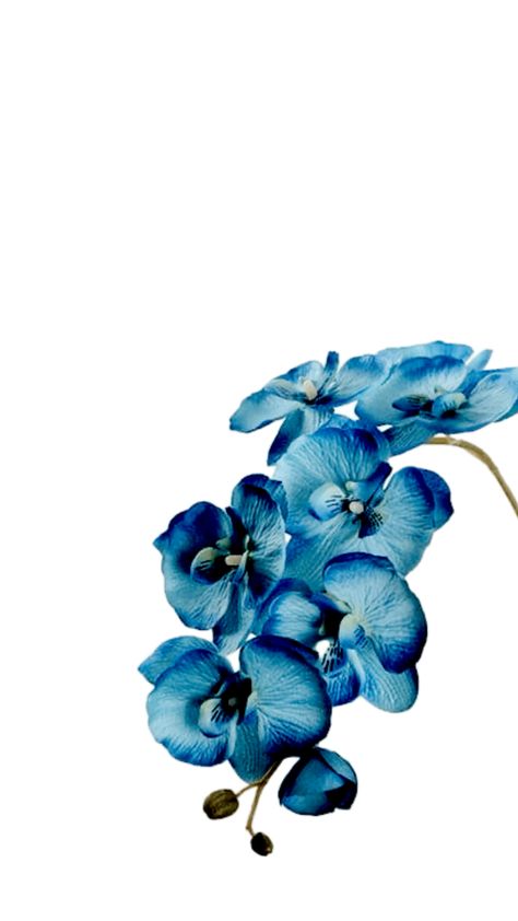 #flower #flowers #blue #orchid #aesthetic #aqua #wallpaper #lockscreen #widget #fyp #white #basic #simple #plain Orchid Aesthetic, Lockscreen Widget, Orchid Wallpaper, Orchid Blue, Basic Aesthetic, Dark Blue Flowers, Aqua Wallpaper, Cute Flower Wallpapers, Blue Orchids