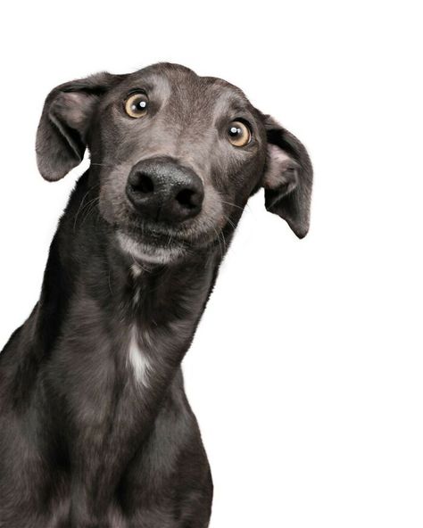 From Tragedy To Triumph: Elke Vogelsang’s Heartwarming Journey Into Dog Photography Dog Influencer, Influencer Ideas, Dog Portrait Photography, Greyhound Pictures, Dog Marketing, Photography Funny, Pet Portraiture, Funny Dog Faces, Dog Branding