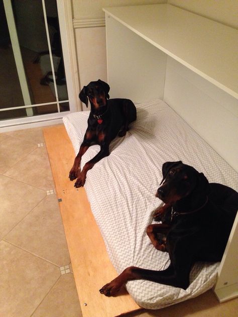 Dog Murphy bed. Only pinning this one because of the dobies :-) Space Saving Dog Beds, Dog Bed Placement, Side Murphy Bed, Dog Murphy Bed, Murphy Dog Bed, Crib Mattress Dog Bed, Bed Organization, Murphy Bed Ideas, Build A Murphy Bed