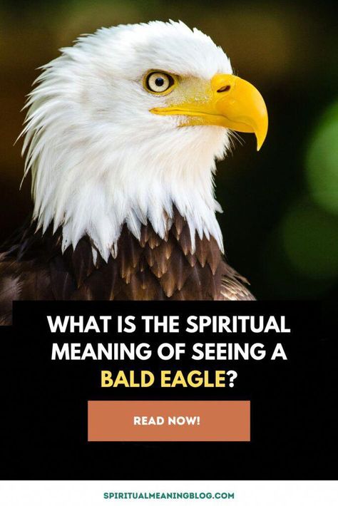 Spiritual meaning of seeing a bald eagle - a divine symbol of strength, wisdom, transformation. How Bald eagle can inspire personal growth. Eagles Spiritual Meaning, Bald Eagle Spiritual Meaning, Eagle Spiritual Meaning, Eagle Meaning, Eagle Symbolism, Bald Eagle Feather, Native American Beliefs, Feather Meaning, Spirit Animal Meaning