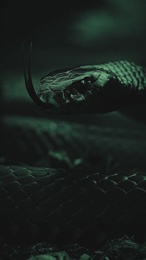 Green Serpent, Slytherin Wallpaper, Loki Aesthetic, Toronto Zoo, Dark Green Wallpaper, Snake Wallpaper, Dark Green Aesthetic, Slytherin House, Slytherin Aesthetic