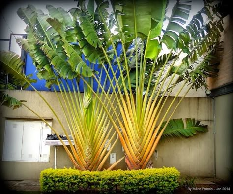 Bananeira Ornamental       É um arbusto, de textura semi-herbácea, rizomatoso, entouceirado, originário de Málaga, com 2-3 m de altura,... Ravenala Madagascariensis, Beach House Garden, Tropical Backyard Landscaping, Landscaping Along Fence, Palm Garden, Tropical Backyard, Landscape Design Plans, Banana Tree, Outdoor Gardens Design