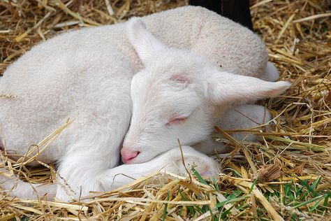 Sleeping Lamb by jimhpa, via Flickr Cute Sleeping Animals, Sleeping Lamb, Lamb Drawing, Sleeping Animals, Cute Lamb, Cute Goats, Baby Lamb, Sheep And Lamb, Pet Day