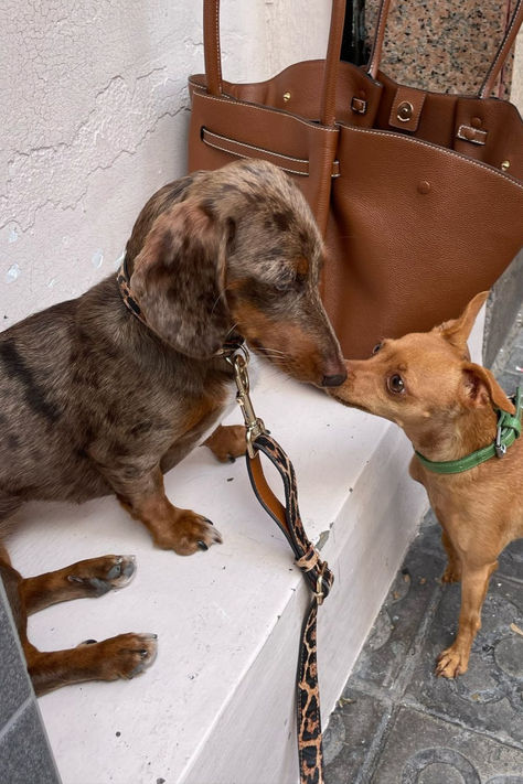 Add some serious aesthetic vibes to your pup's look with the Studio Nala leopard print collar and leash! 🐾✨ Perfect for a café day or a stylish walk, this set brings a balance of fierce fashion and effortless elegance. Capture that Insta-worthy moment while your dog rocks this chic design—because they deserve to be as stylish as you are!

#DogAesthetic #PetStyle #LeopardPrintVibes #DogAccessories #StudioNala #DogFashion #CaféDays #PetInspo #TrendyDogLooks #PetAesthetic Serious Aesthetic, Dog Aesthetic, Fierce Fashion, Dog Rocks, Pet Style, Collar Leash, Aesthetic Vibes, Effortless Elegance, Dog Accessories