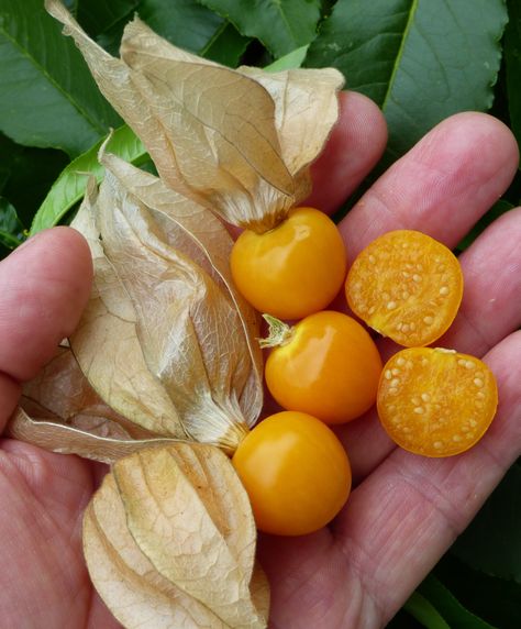 Cape Gooseberry / Physalis peruviana Fantasy Fruit, Bonsai Fruit Tree, Cape Gooseberry, Types Of Berries, Art Kits For Kids, Vegetable Garden Planning, Fruit Photography, Beautiful Fruits, Fruit Plants