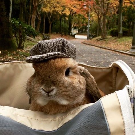 Brown Rabbit, Trees