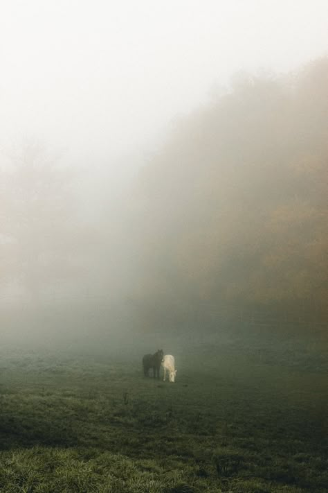 Foggy Wallpaper, Shade Landscaping, Foggy Day, Foggy Mountains, Two Horses, Landscape Photography Nature, Fantasy Aesthetic, Horse Girl, Photoshop Lightroom