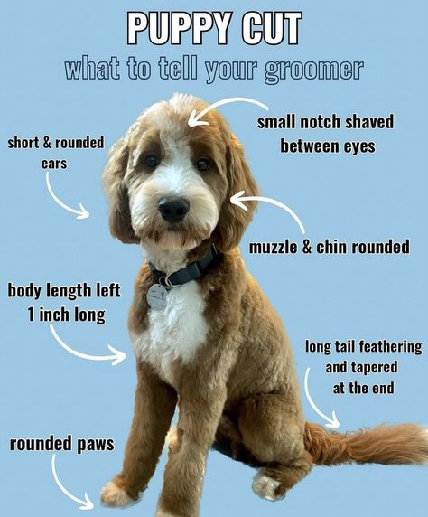 Labradoodle Haircut, Labradoodle Grooming, Goldendoodle Haircuts, Goldendoodle Grooming, Puppy Haircut, Meds For Dogs, Maltipoo Dog, Puppy Grooming, Mom Lifestyle