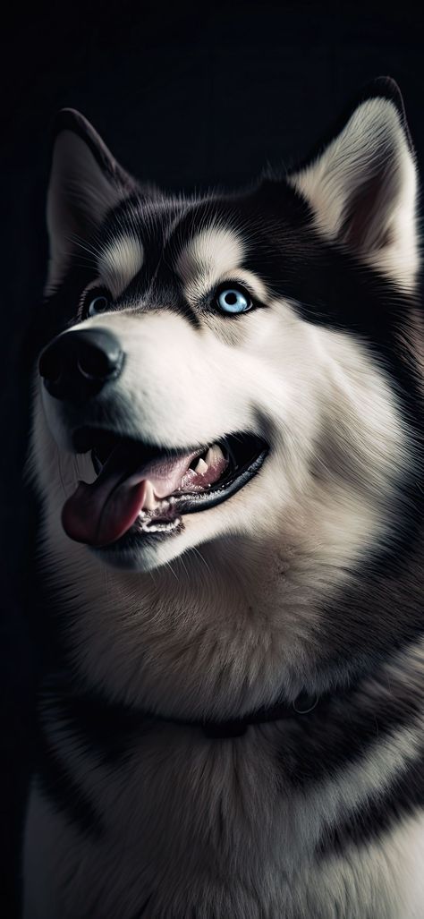 Husky Aesthetic, Haski Dog, Husky Facts, Piercing Blue Eyes, Black Husky, Husky With Blue Eyes, Dramatic Background, Husky Puppies For Sale, Baby Huskies