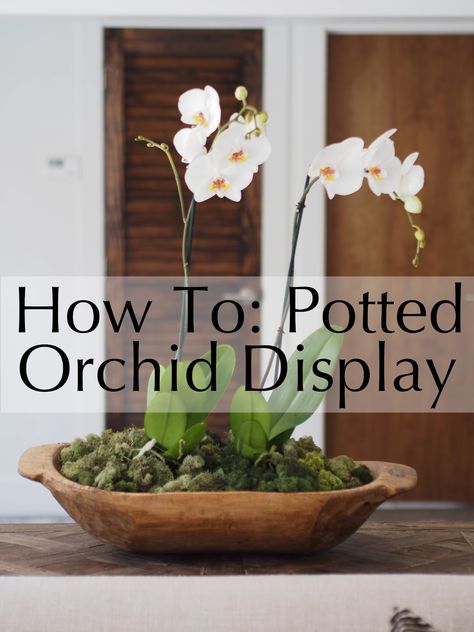 How To: Potted Orchids Displayed In A Dough Bowl Orchid Display, Potted Orchid, Orchid Terrarium, Indoor Orchids, Orchid Centerpieces, Orchid Planters, Growing Orchids, Orchids Garden, Orchid Pot