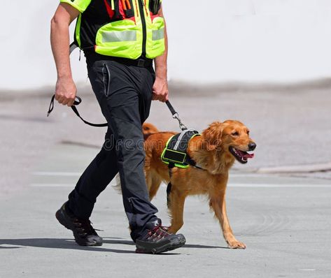 Search and rescue dog on a leash with its handler stock photos Dog On A Leash, Vector House, Search And Rescue Dogs, Dog Sports, Missing People, Rescue Team, Rescue Dog, Sporting Dogs, Search And Rescue