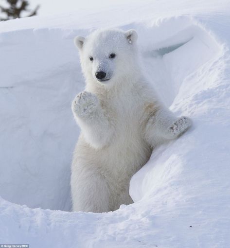 Hello there! This adorable photo shows a polar bear cub waving at the camera as it emerges from its snowy den in Wapusk National Park in Manitoba, Canada Baby Polar Bears, Nosara, Cute Polar Bear, Cat Pictures, Bear Cubs, Cute Animal Pictures, Sweet Animals, Animal Planet, 귀여운 동물