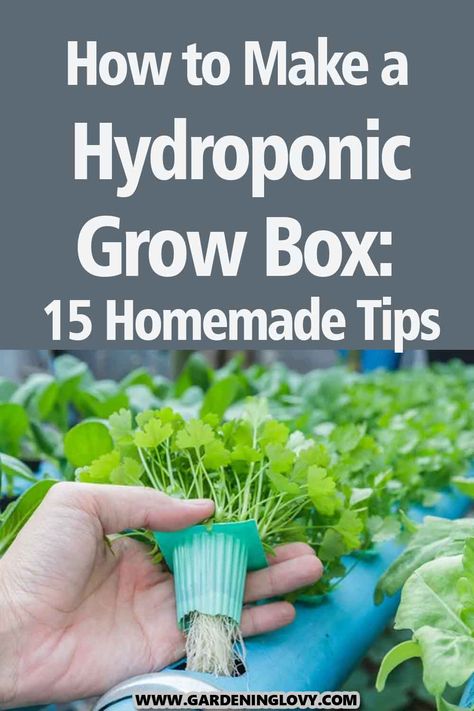 Hydroponic grow boxes are among the more effective methods for growing healthy, vigorous vegetables indoors all year like Hydroponic Cilantro, Hydroponic Cucumber, and Hydroponic Grass. Read this post to know how to make a hydroponic grow box. Kratky Hydroponics, Homemade Hydroponic System, Hydroponic Grow Box, Garden Ideas With Plastic Bottles, Aeroponic Gardening, Hydroponics Setup, Hydroponic Gardening Diy, Plants Without Soil, Indoor Hydroponic Gardening