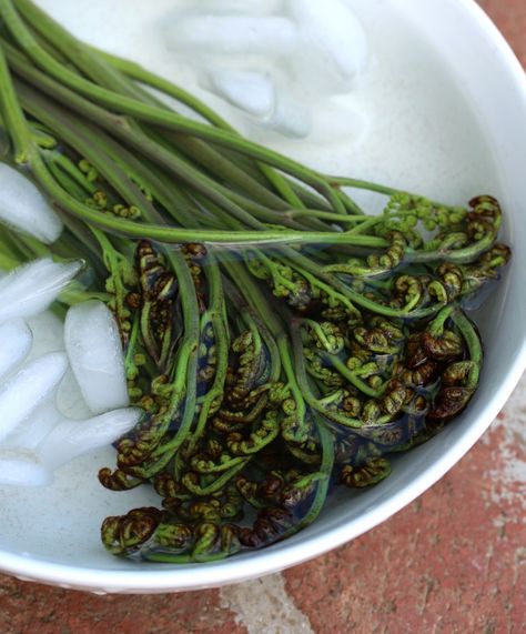 Bracken-Fern-12-cropped Edible Ferns, Bracken Fern, Wild Crafting, Health Meal Plan, Fiddlehead Ferns, Wild Foraging, Wild Food Foraging, Herbs Garden, Edible Wild Plants