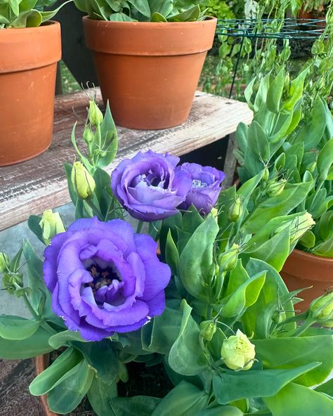 The lisianthus are starting to bloom and that makes me so happy 🥰 Lisianthus are a rose - like flower that handle the heat like champs. These are a dwarf blue variety ‘Juliette’ that make a great flower for the stair step planter. Handle The Heat, Stair Steps, A Rose, So Happy, The Heat, Stairs, Heat, Plants, Flowers