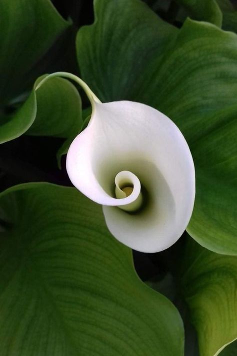 Nagomi Art, Egret White, Spirals In Nature, Spiral Flower, Arum Lily, Line Art Flowers, Calla Lily Flowers, Strange Flowers, Weird Plants