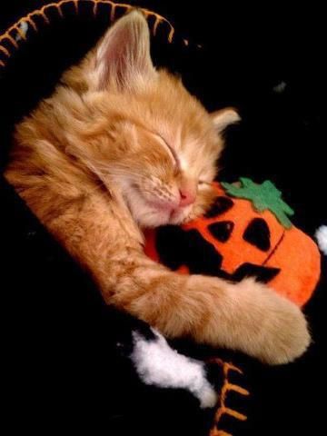 30 Cute Cats on Halloween LINK=>ARTICLE WITH MANY MORE EXAMPLES/PHOTOS Fall Cats, Cat Halloween Costume, Halloween Animals, Cat Names, Cat Costumes, Cat Aesthetic, Black Cat Halloween, Cute Kittens, Silly Cats