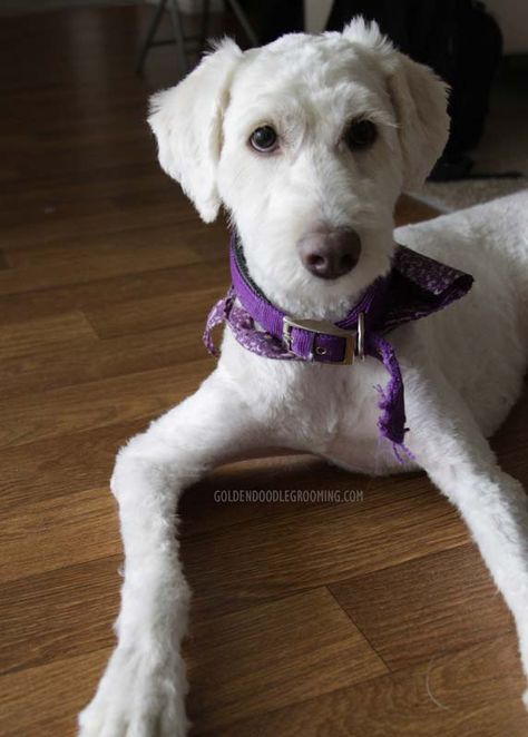 Types of goldendoodle haircuts - Goldendoodle puppy cut teddy bear cut with short face Dog Mullet Haircut, Dog Mullet, Shaved Goldendoodle, Hair Doodle, Doodle Haircuts, Doodle Cuts, Labradoodle Grooming, Goldendoodle Haircuts, Goldendoodle Grooming