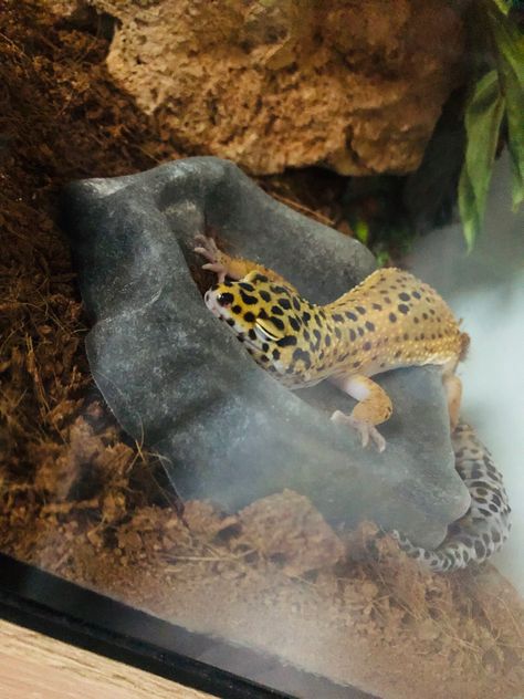 Leopard Gecko Funny, Cute Leopard Gecko, Pet Gecko, Leopard Gecko Cute, Leopard Gecko Habitat, Leopard Gecko Tank, Funny Animal Pics, Funny Animal Art, Gecko Terrarium