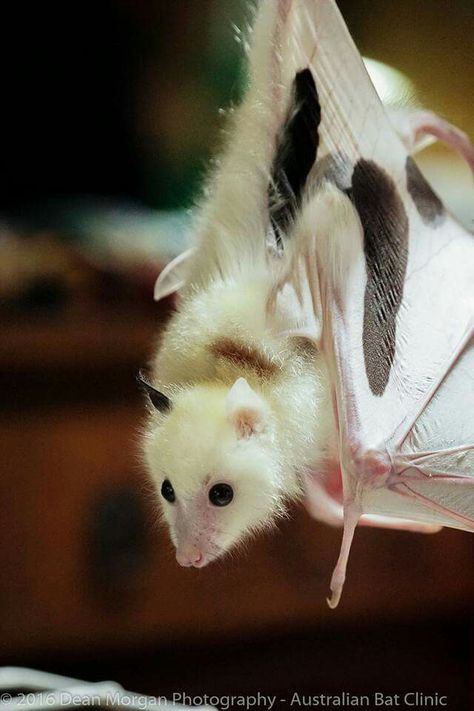 Leucistic Grey-headed Flying Fox Fox Bat, Creature Ideas, Bat Tattoo, Flying Fox, Baby Bats, Fox Tattoo, Amazing Animals, Cute Animal Videos, Cute Photos