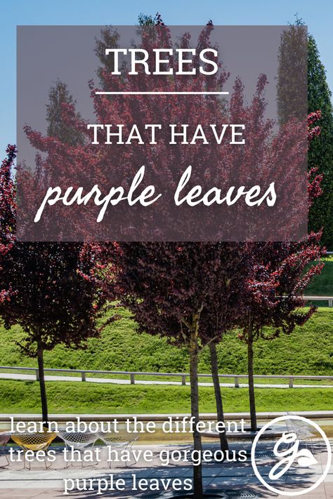 Purple Maple Tree, Ornamental Plum Tree, Purple Leaf Tree, Purple Beech Tree, Smoketree Tree, Merlot Redbud Tree, Red Bud Trees Landscaping, Redbud Tree Landscaping, Small Trees For Flower Beds