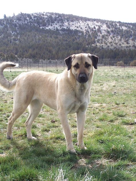 "Lost Armadillo Ranch Anatolian Shepherd dogs" Ranch Dogs Breeds, Anatolian Shepherd Aesthetic, Anatolian Shepherd Great Pyrenees, Kangal Dog Aesthetic, Kangal Shepherd Dog, Dog Fostering, Farm Dogs Breeds, Kangal Shepherd, Ranch Dogs