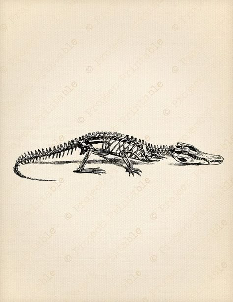 Crocodile Skeleton, Alligator Tattoo, Crocodile Tattoo, Anatomical Illustration, Crocodile Illustration, Alligators Art, Abstract Tattoo Ideas, Petit Tattoo, Abstract Tattoos