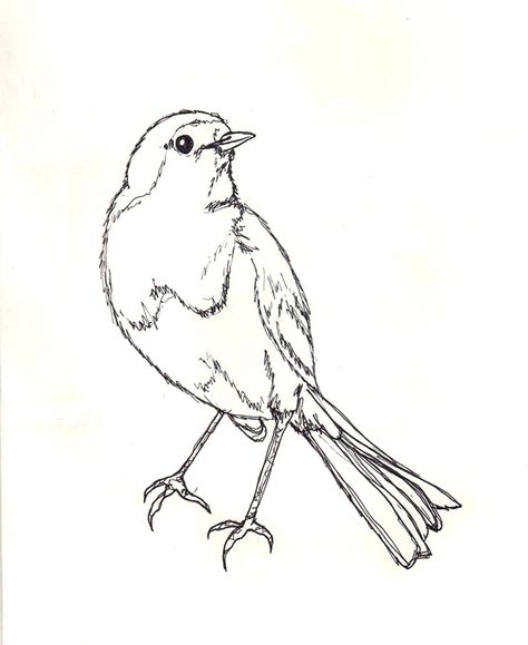 Easy Robin Drawing, Robin Bird Sketch, Robin Line Drawing, Robin Outline, Robin Sketch, Flying Bird Drawing, Robin Bird Tattoos, Robin Drawing, Robin Tattoo