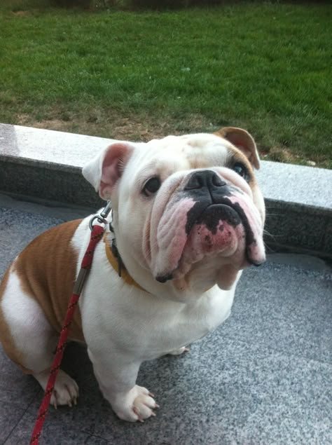 Brown And White Bulldog, Bull Dogs English, English Bulldog Full Grown, White Bulldog, English Dogs, Cute Bulldog Puppies, Bulldog Francese, Cute Bulldogs, English Bulldog Puppies