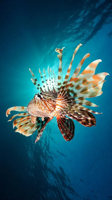 Marine Life Photography, Ocean Sleeve Tattoos, National Geographic Animals, Red Sea Egypt, Jellyfish Photography, Mermaid Stories, Mermaid Drawings, Cool Fish, Lion Fish