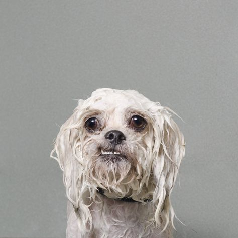 Wet Dog: Quirky Portraits of Dogs Captured Mid Bath by Sophie Gamand portraits humor dogs Wet Dog, Dog Photograph, Dog Bath, Photo Series, Dog Face, Dog Photography, Shelter Dogs, Dog Portraits, Dog Photos