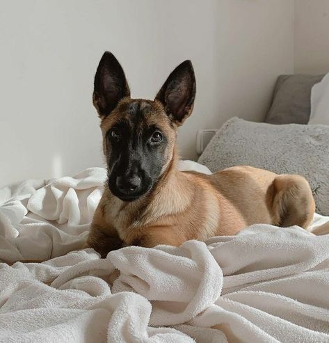 Belgium Malinois, Malinois Puppies, Belgian Malinois Dog, Malinois Dog, Cute Ferrets, Photos With Dog, Belgian Shepherd, Working Dog, Pretty Dogs