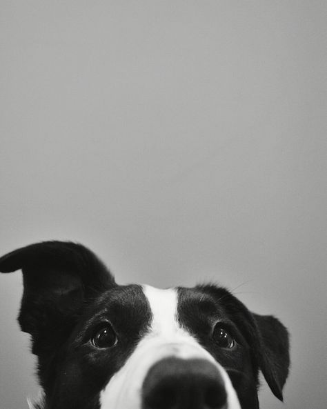 Black And White Pet Portrait, Dog Photography Black And White, Dog Foto, Romain Gary, Socializing Dogs, Dog Behaviorist, Dog Portraits Art, Cute Dog Photos, Black And White Dog