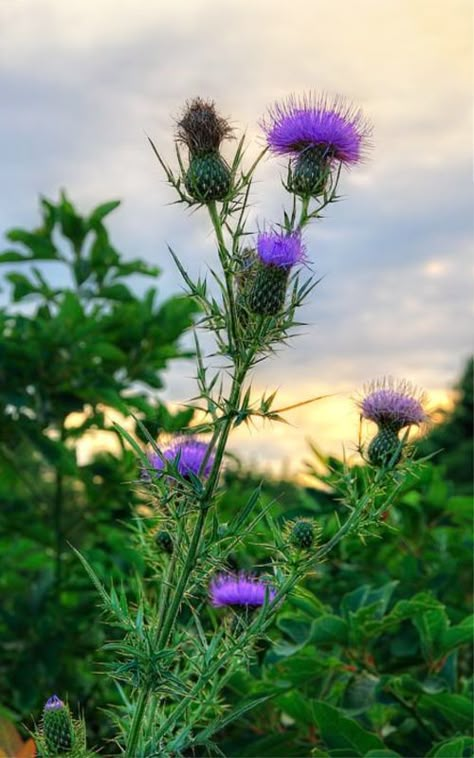 Thistle Tattoo, Scottish Flowers, Thistle Flower, Flowers Print, Floral Display, Fantastic Art, Art Plastique, Painting Style, Botanical Illustration