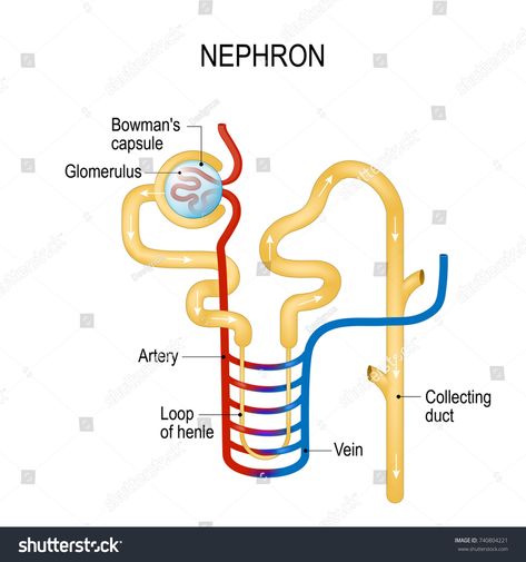 Structure of a Nephron. Formation of the urine. liquid enters to the glomerulus (in Browman's capsule) goes down by the loop of henle to collecting duct (in the kidneys). Vector diagramenters#liquid#Browman#glomerulus Loop Of Henle, Biology Lessons, The Loop, Graphics Design, Design Tutorials, Royalty Free Photos, New Pictures, Biology, Create Yourself