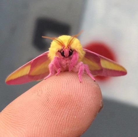 Poodle Moth, Maple Moth, Tortoise Beetle, Pink Moth, Rosy Maple Moth, Colorful Moths, Cute Moth, Pictures Of Insects, Cool Bugs