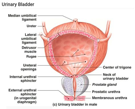 Urinary Bladder Anatomy, Bladder Anatomy, Urinary Bladder, Medical Videos, Med School, Anatomy, Google Search