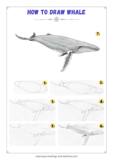 Learn how to draw a whale in few simple steps Draw A Whale, How To Draw Whale, Drawing Whale, Whales Drawing Simple, How To Draw A Whale, Whale Drawing Step By Step, Draw A Whale Easy, Whale Drawing Simple, How To Draw Humpback Whale