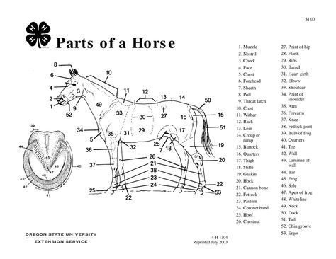 Use this worksheet to practice labeling the parts of a horse and hoof. Answers provided on the second page. Parts Of Horse Worksheet, Dressage Movements, Horse Worksheets, Parts Of A Horse, Farm Organization, Horse Healing, Horse Lessons, Horse Club, Horse Info