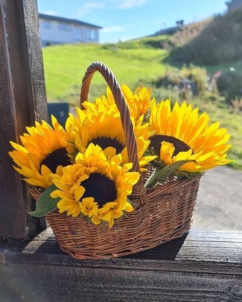 Good Morning Sunflowers, Sunflower Photography, Sunflowers And Daisies, Sunflower Pictures, Sunflower Wallpaper, Sunflower Fields, Beautiful Rose Flowers, Flower Basket, Country Life