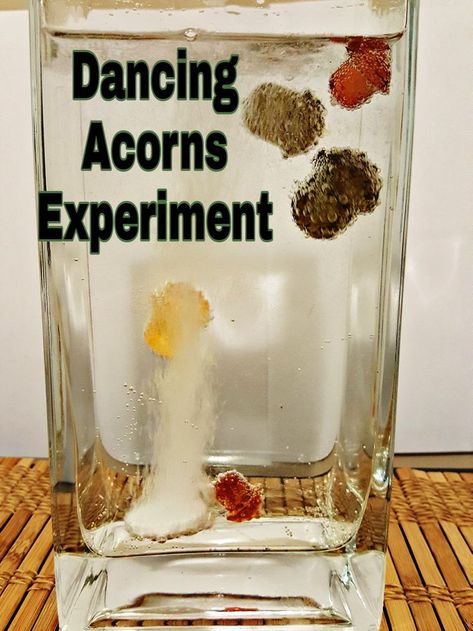 Simple dancing acorns science experiment.  This experiment is always a favourite with little ones. Acorn Experiments, Thanksgiving Stem Activities, Science Activities For Toddlers, Fall Stem Activities, Thanksgiving Stem, Science Experiment For Kids, Fall Science, Toddler Science Experiments, Science For Toddlers