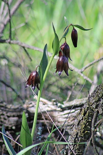 Chocolate Lily (Fritillaria biflora) Santa Rosa Plateau, Scent Garden, Goth Garden, Gothic Garden, Herbaceous Border, Black Garden, Garden Bulbs, Moon Garden, Blue Garden