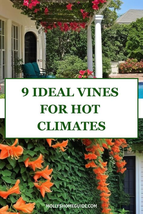 Explore the top options for vines to enhance your outdoor space in hot climates. From vibrant Bougainvillea to versatile climbing plants, you can create privacy hedges or add pops of color with these Mediterranean climate favorites. Discover how these resilient perennial vines thrive in hot and dry conditions, perfect for Arizona landscapes. Whether you're looking for flowering vines, crops that provide shade, or container-friendly climbers, these plants have got you covered. Evergreen Vines Climbing, Privacy Hedges, Planting Vines, Clematis Varieties, Evergreen Climbers, Mediterranean Climate, Honeysuckle Vine, Privacy Hedge, Privacy Plants