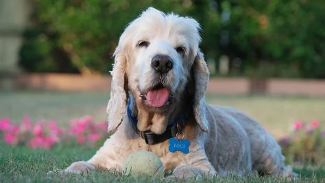 5 Ways To Make Your Dog’s Last Days Their Best Days - DogTime Dogs Last Day Ideas, Dog Last Day, Dog Bakery, Dog Parents, Pet Stuff, Losing A Dog, Last Days, A Day In Life, Dog Images