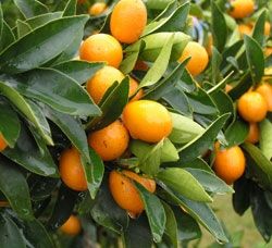 How to grow organic Nagami cumquat | Organic Gardener Magazine Australia Growing Citrus, Citrus Grove, Country Turkey, Grow Plants, Food Forest, Fruit Tree, Plant List, Organic Fertilizer, Growing Tree