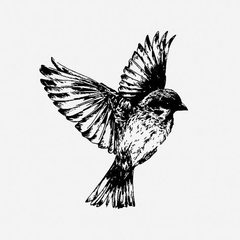 3 Bird Tattoo, Blue Bird Sketch, Sparrow Bird Drawing, Bird Tattoo Drawing, Sparrow Sketch, 3 Birds Tattoo, Sparrow Flying, Sparrow Illustration, Blue Sparrow